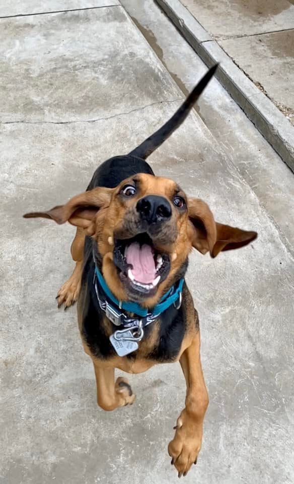 a tan and black bloodhound wearing a blue collar leaps up at the camera, mouth open, eyes crazed and slightly crossed, and both front feet off the ground. her tail is out at a wonky angle, and her ears are flapping out at right angles from her head. she is beauty and grace