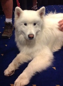 Kuma definitely belongs in the Pretty section...