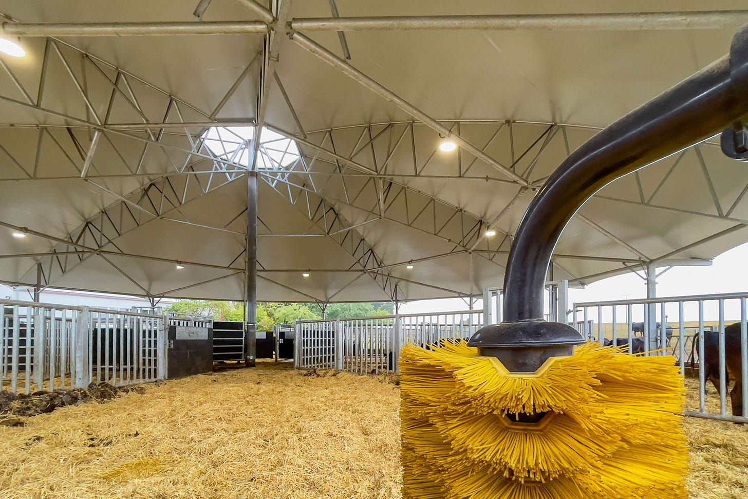Blick in einen Roundhouse-Stall mit 30 Metern Durchmesser und einer 10 Quadratmeter grossen Dachöffnung in der Mitte. Im Vordergrund ist eine gelbe Kuhbürste zu sehen, während rundherum Gitter und auf dem Boden eingestreute Liegeflächen zu erkennen sind. Blick in einen Roundhouse-Stall mit 30 Metern Durchmesser und einer 10 Quadratmeter grossen Dachöffnung in der Mitte. Im Vordergrund ist eine gelbe Kuhbürste zu sehen, während rundherum Gitter und auf dem Boden eingestreute Liegeflächen zu erkennen sind.