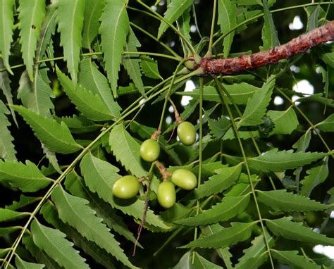 Neem #1: THE WONDER PLANT | The word Neem had been derived f… | Flickr