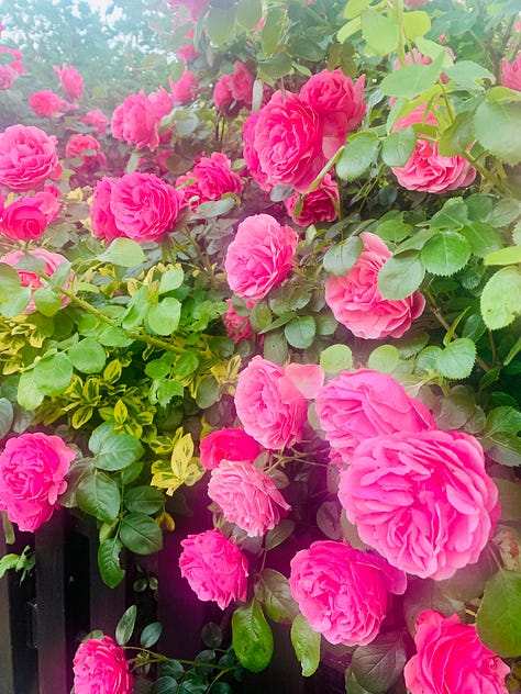 Scenes of a spring garden in the French countryside. Roses, fuchsia, hydrangeas