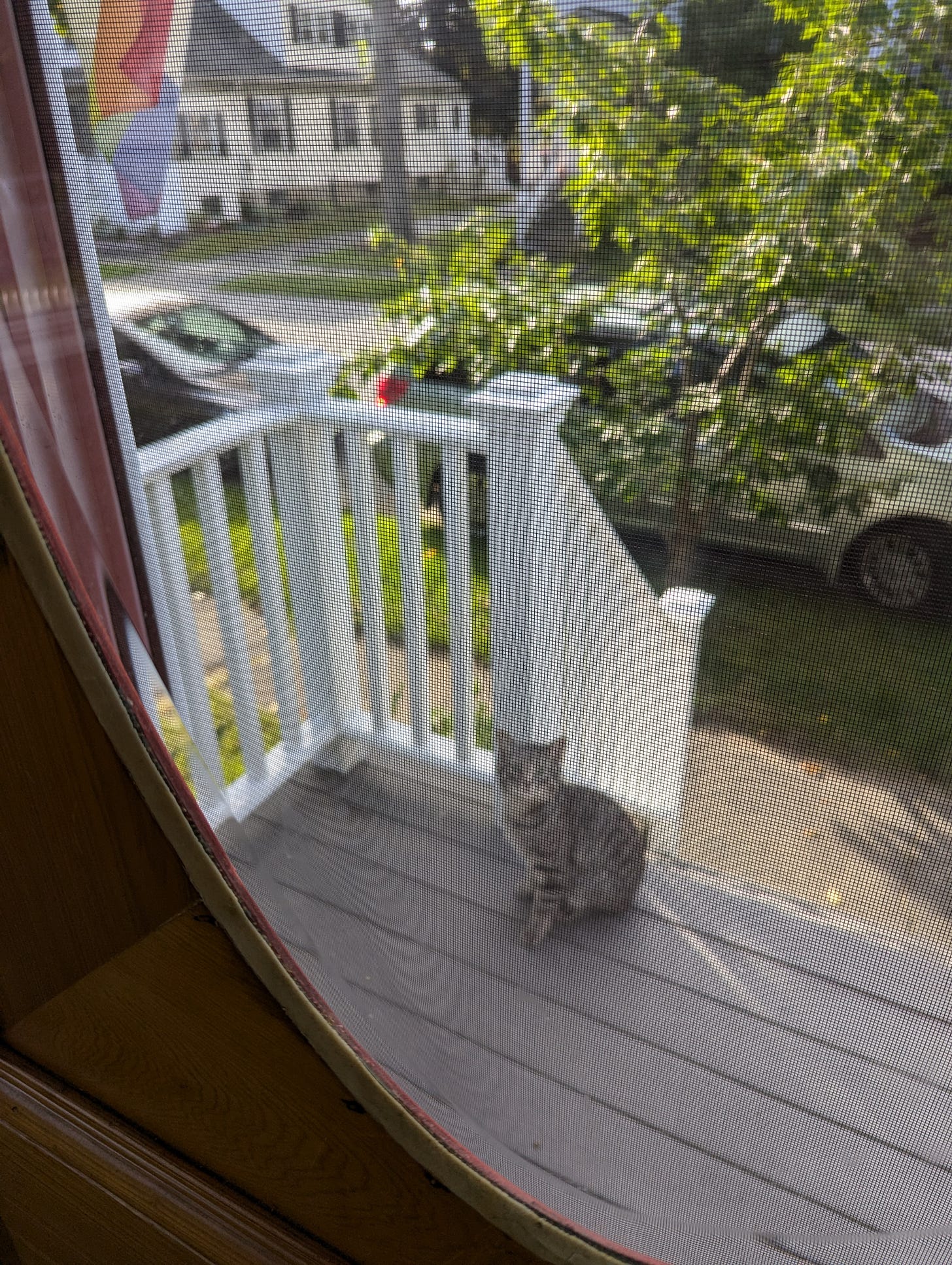A cute gray tabby cat sitting on the top step, looking into the house, seen through a wooden front door and a screen door. A cute gray tabby cat sitting on the top step, looking into the house, seen through a wooden front door and a screen door.