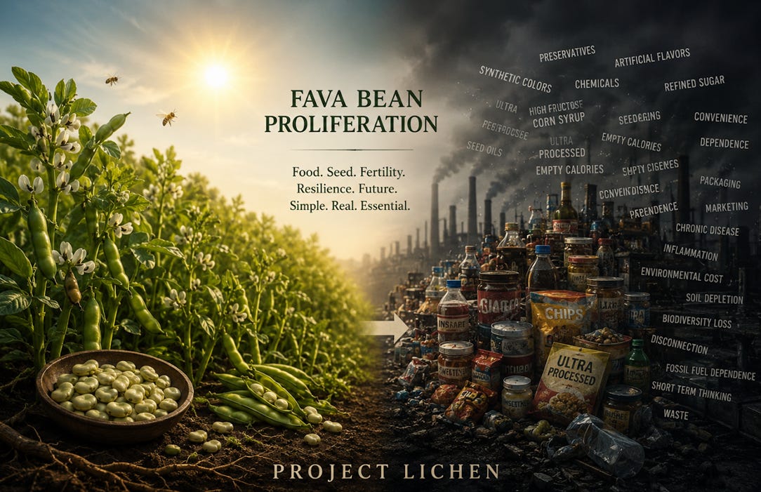 Fava Beans A Truly Staple Crop Fava Beans A Truly Staple Crop