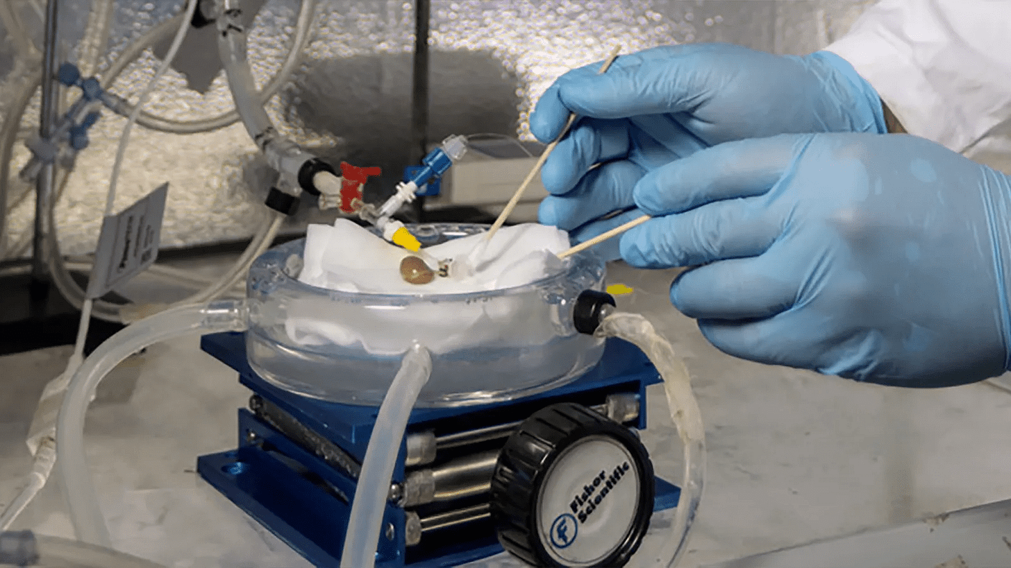 Gloved hands deftly work with scientific equipment in a lab, using a small tool to interact with a setup involving cryopreservation tubes and a round container. Gloved hands deftly work with scientific equipment in a lab, using a small tool to interact with a setup involving cryopreservation tubes and a round container.