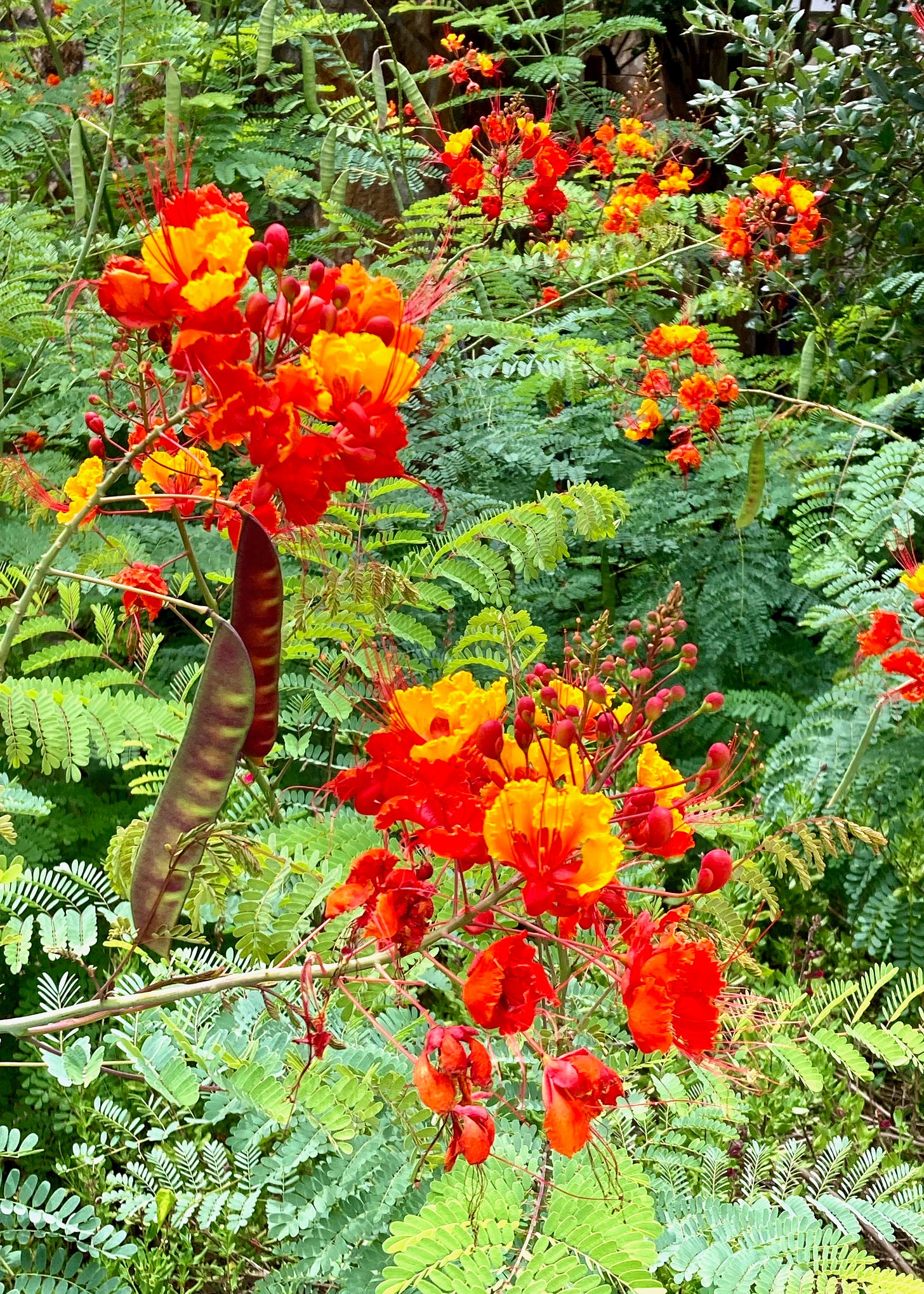 A close-up of a bush with orange and yellow flowers

AI-generated content may be incorrect.