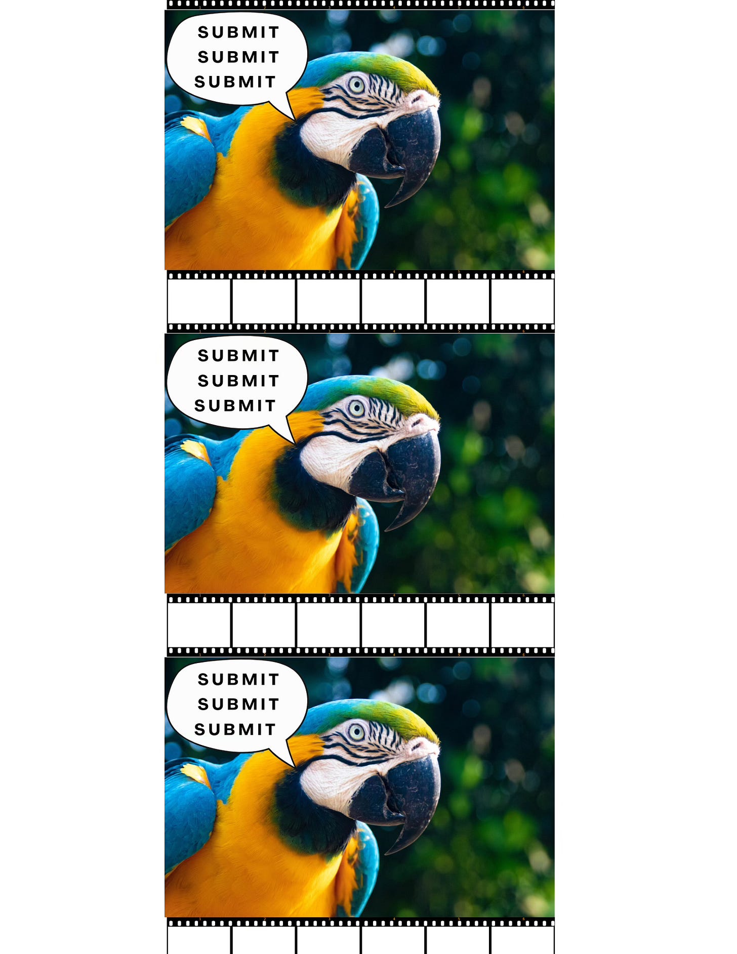 Photo of a parrot stacked 3 times squawks SUBMIT three times.