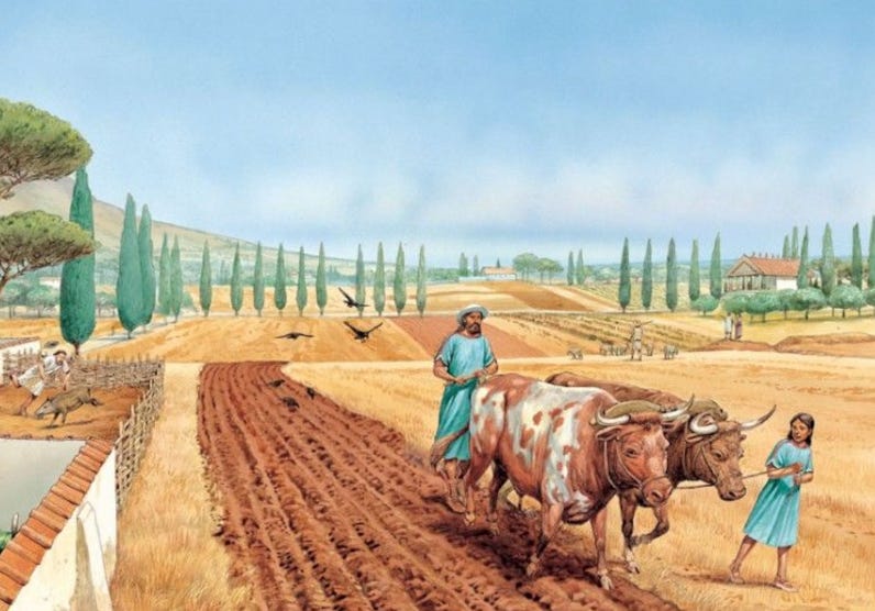 Roman Cow Histories Most Important Animals - by Thomas Harmon