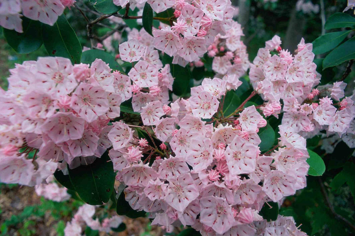 Best Evergreen Flowering Plants