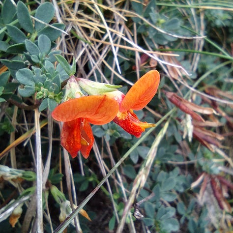 Little leaves of green hops on a vine poking through a fence; deep, bright orange birds foot trefoil against deep, dark green vegetation, pretty little five petalled pink flowers of rock sea spurrey, all spotted on Hilbre Island