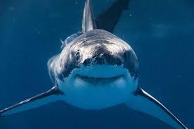 Fascinating Shark Facts | NOAA Fisheries Fascinating Shark Facts | NOAA Fisheries