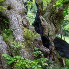 139. Cadzow Oak