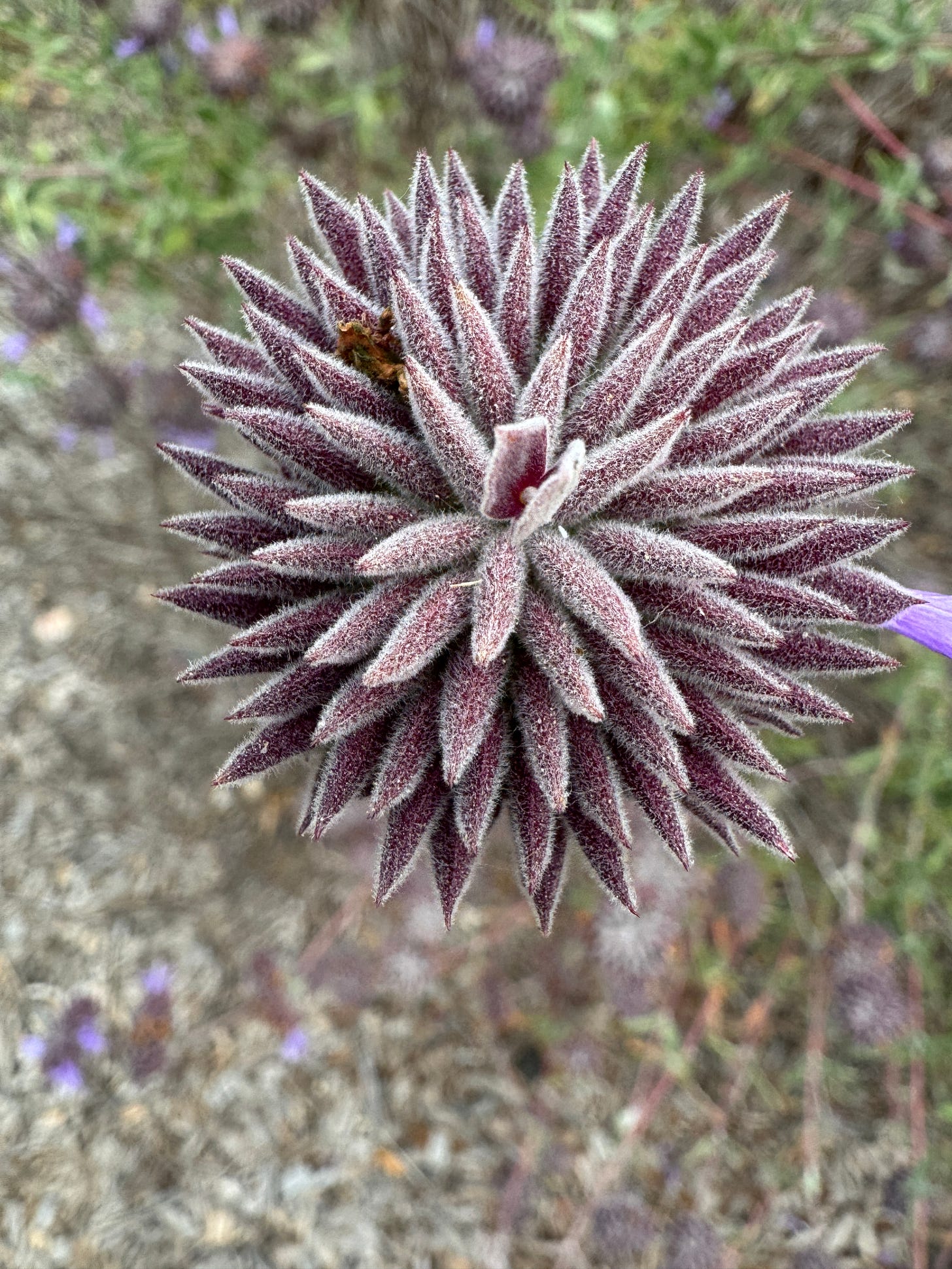 purple spiky sage plant