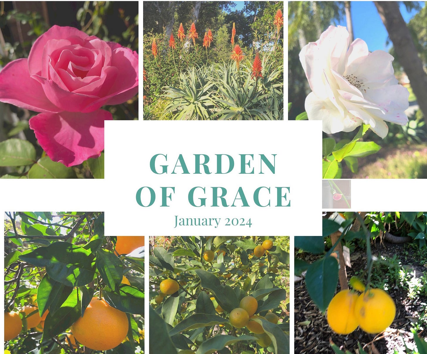 Iceberg roses, aloe arbosens, oranges, kumquats, and lemons flourishing in the Garden of Grace Iceberg roses, aloe arbosens, oranges, kumquats, and lemons flourishing in the Garden of Grace