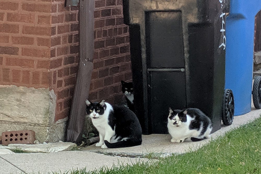 Three of the black and white cats from the first image are huddled together near the corner of the house, by some garbage cans Three of the black and white cats from the first image are huddled together near the corner of the house, by some garbage cans