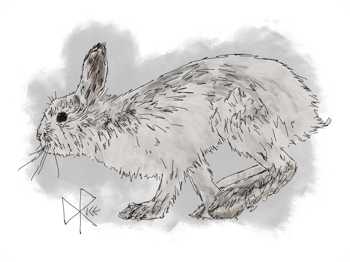 A snowshoe rabbit scurrying through the snow, its white winter coat beginning its morph to darker summer camouflage. Will be nice to soon eat some grass and berries, rather than the twigs and bark of winter. Sketch art by Don Rice.