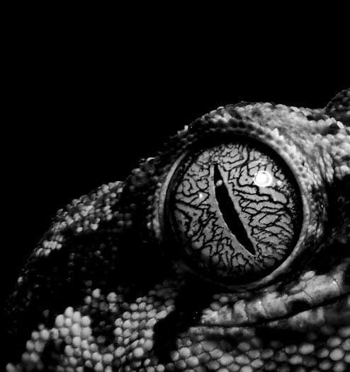 macro photography of brown and beige reptile