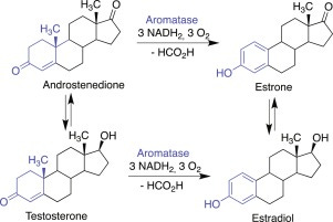 Aromatase - an overview | ScienceDirect Topics