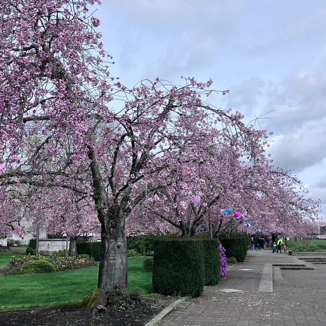 Tualatin reserve, State of Oregon, Cherry Blossoms