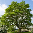 48. Glasnevin Tree of Heaven