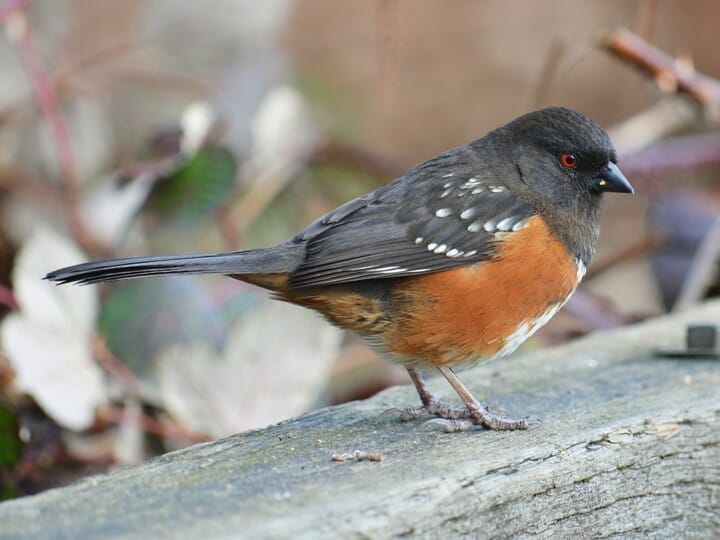 Spotted Towhee