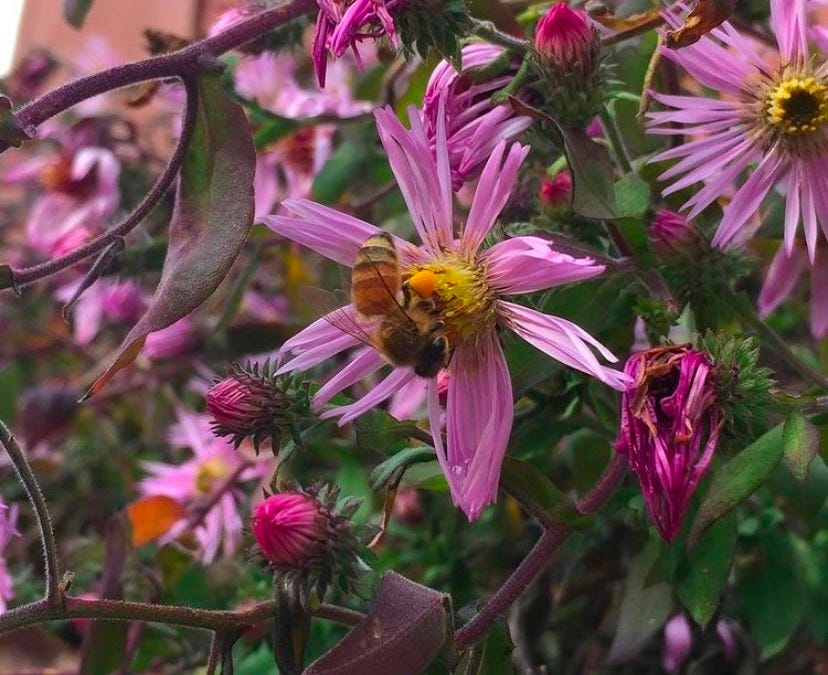 honey bee on purple aster flowers honey bee on purple aster flowers