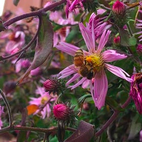 Winter forage for me and the bees
