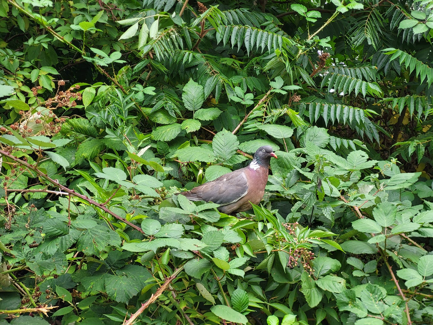 a pigeon perched side-on with bright green foliage all around it