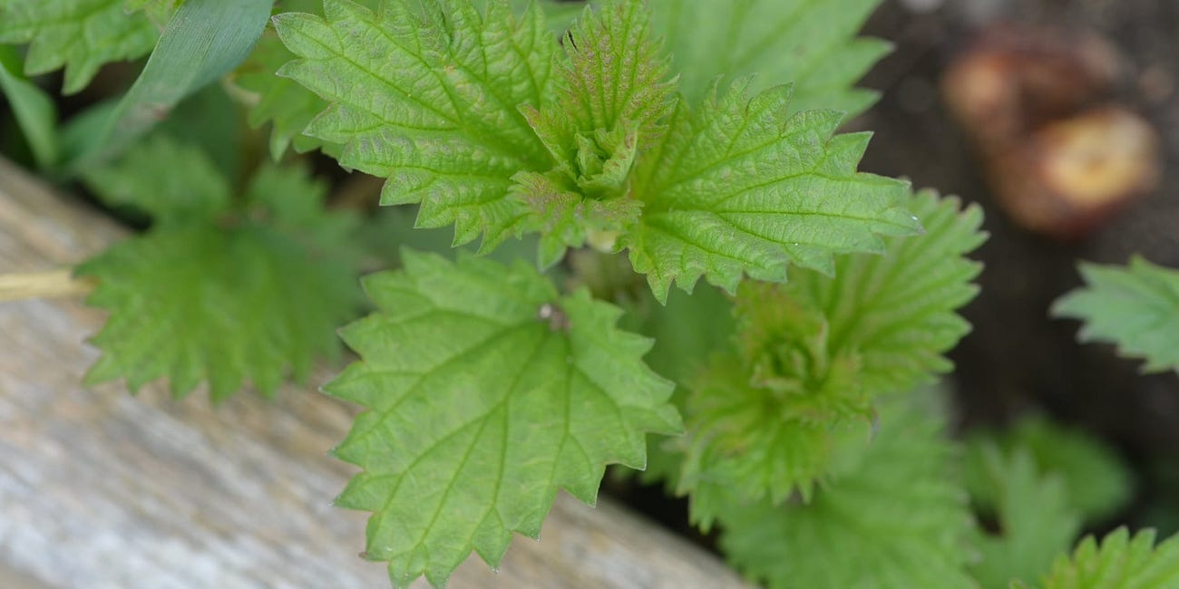 Nettle - defiant protector of thresholds, underground resistance fighter, evoker of attention and botanical awareness