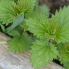 Nettle - defiant protector of thresholds, underground resistance fighter, evoker of attention and botanical awareness