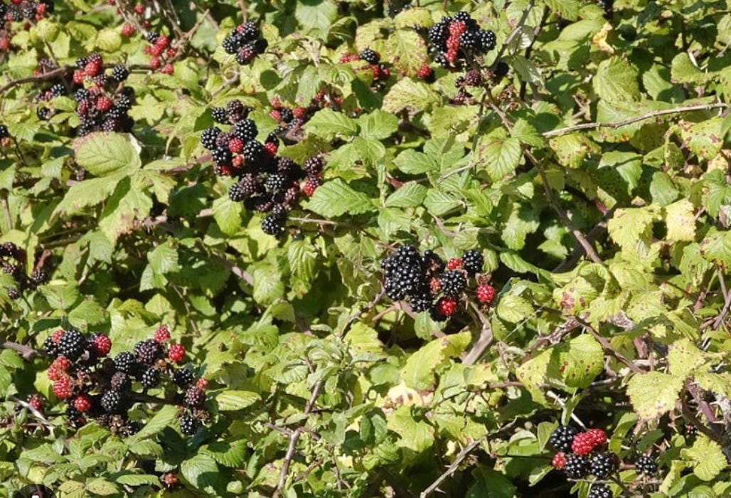 A close-up of a bush with black berries
AI-generated content may be incorrect. A close-up of a bush with black berries
AI-generated content may be incorrect.