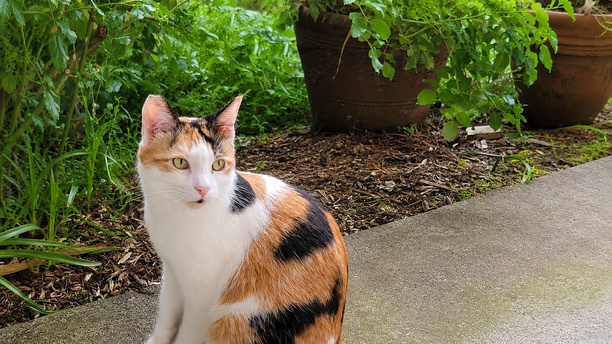 Hell Yeah It's International Cat Day