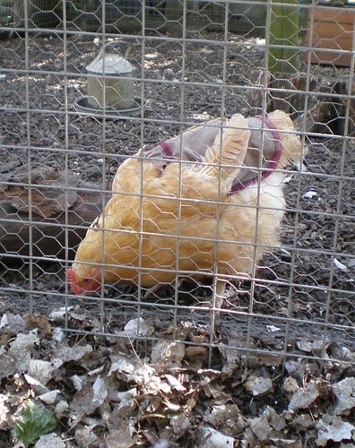 Chicken Chicken