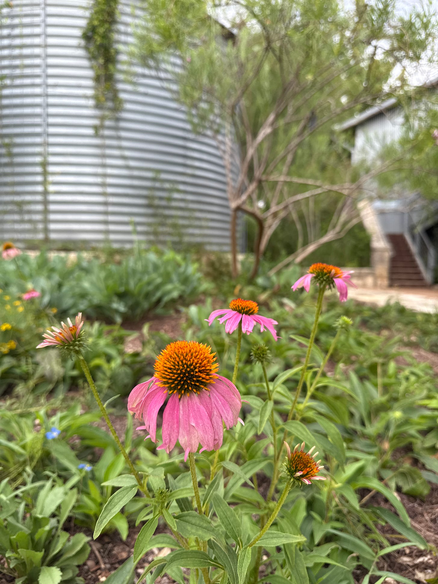 Purple coneflowers blooming in garden beds at Ladybird Johnson Wildflower Center in Austin Texas. Purple coneflowers blooming in garden beds at Ladybird Johnson Wildflower Center in Austin Texas.