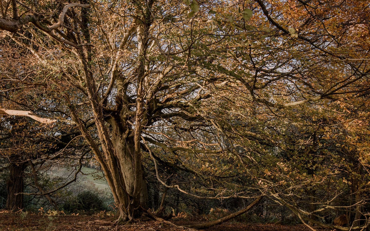 Ancient Tree in Dawlish Park