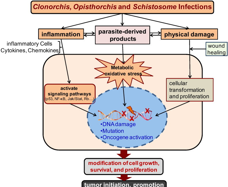 Cancer/Parasites: Ready for Review & Title