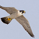 The Falconer