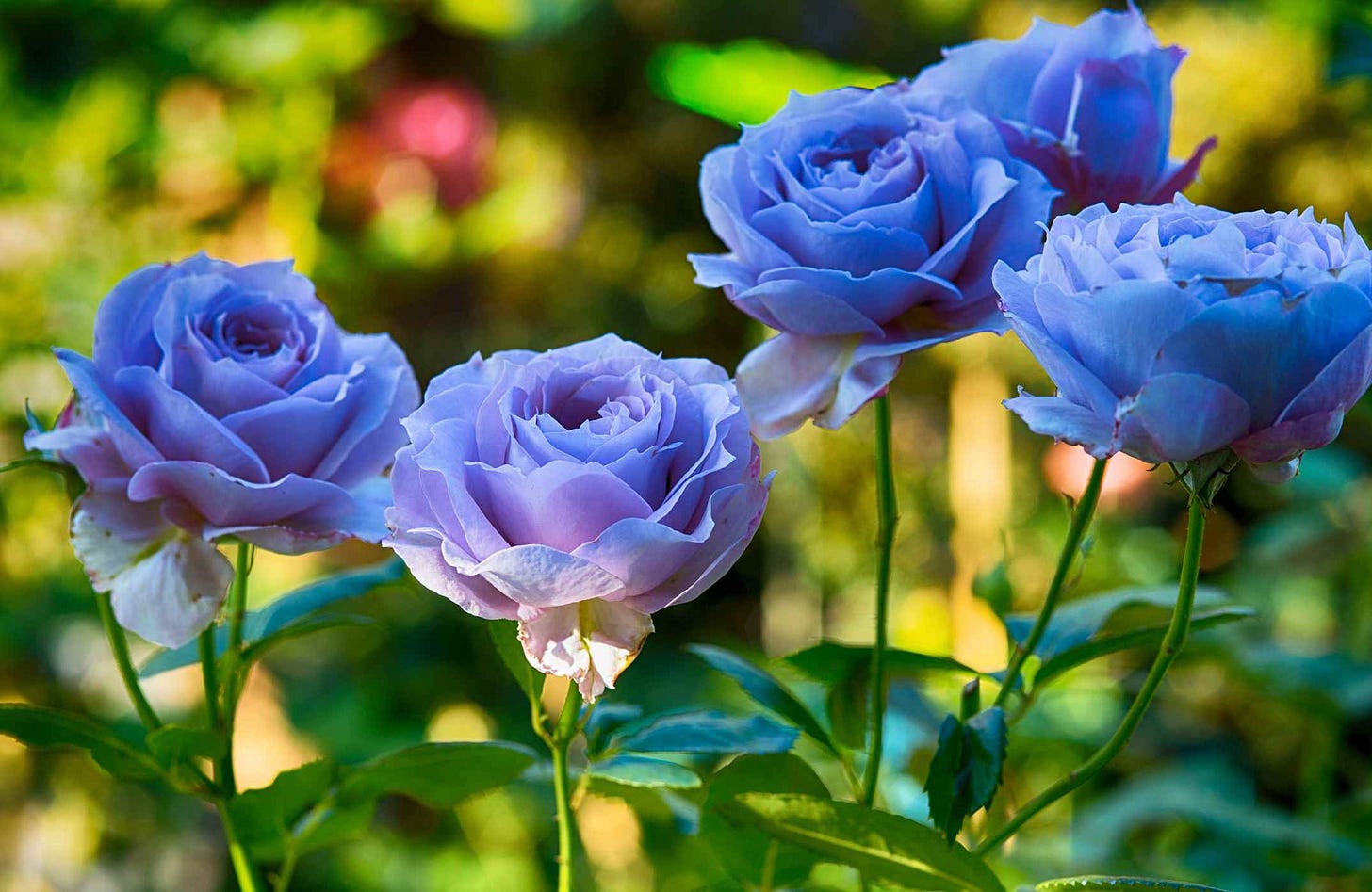 Every Color Rose You Can Grow Every Color Rose You Can Grow