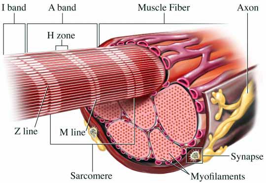 Myocytes of a muscle fiber are aligned along the direction of the... |  Download Scientific Diagram