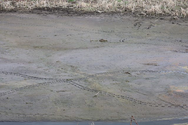 Weasel or otter tracks