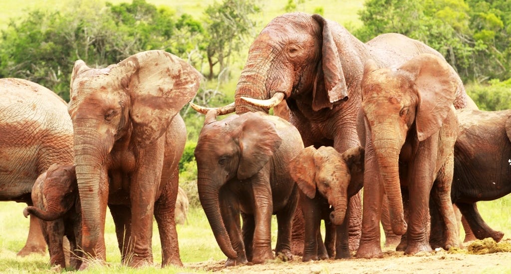Floppy ear elephant with his herd Floppy ear elephant with his herd