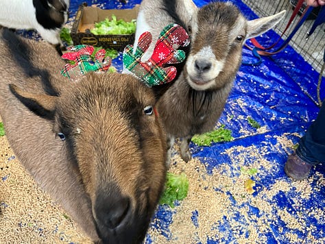 Photos of holiday decorations and farm animals