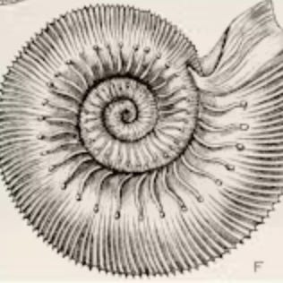 Ammonite Poetry
