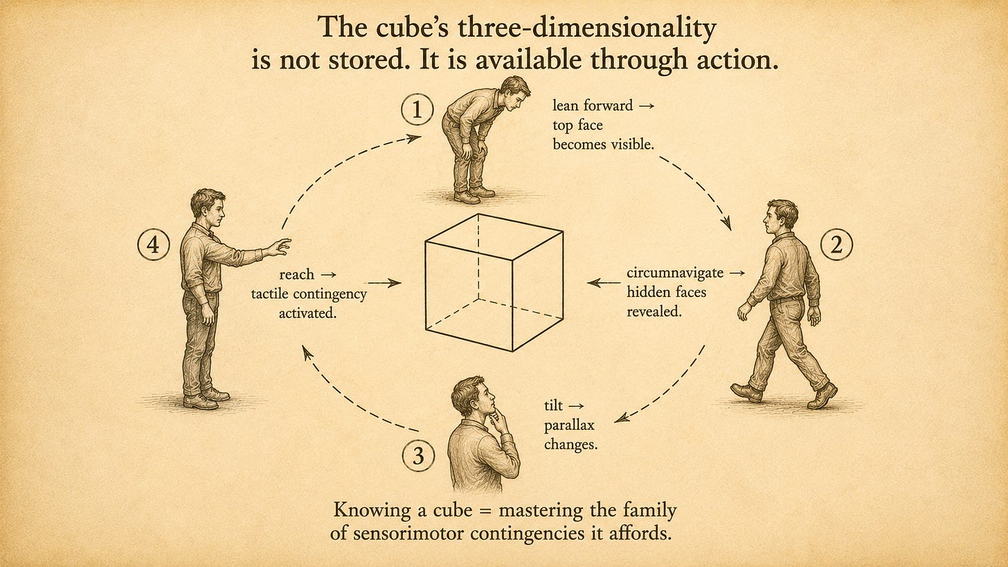 A wireframe cube floats at the center of the figure with three visible faces and three hidden. Around it, four small stylized human figures in profile, each in a different posture, with dashed arrows labeled with their action and its sensorimotor consequence: a figure leaning forward ("lean forward → top face becomes visible"), a figure walking around to the right ("circumnavigate → hidden faces revealed"), a figure tilting its head ("tilt → parallax changes"), and a figure reaching toward the cube ("reach → tactile contingency activated"). Soft warm tones; the cube in clean line; the four figures sketched lightly.
