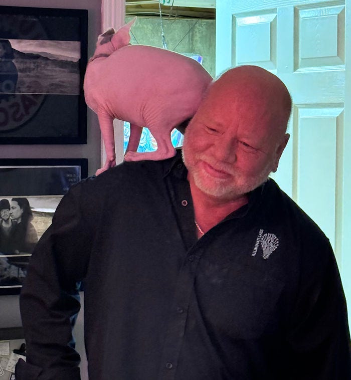 sphynx cat perched on man's shoulder