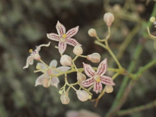 Brachychiton rupestris [flowers - ATLAS - A & M Kapitany, n.d.].jpeg