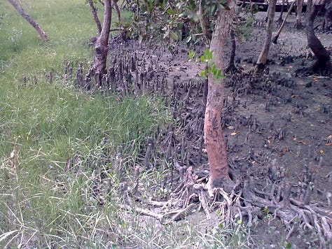 My photo,Sunset,Mangrove Forest,Launch,River Bidyadhari and Mangrove