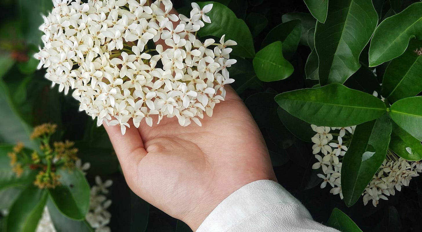 white Ixora flower white Ixora flower
