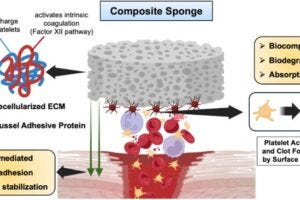 Schematic illustration of the absorbable adhesive composite hemostatic sponge based on mussel adhesive protein and decellularized extracellular matrix