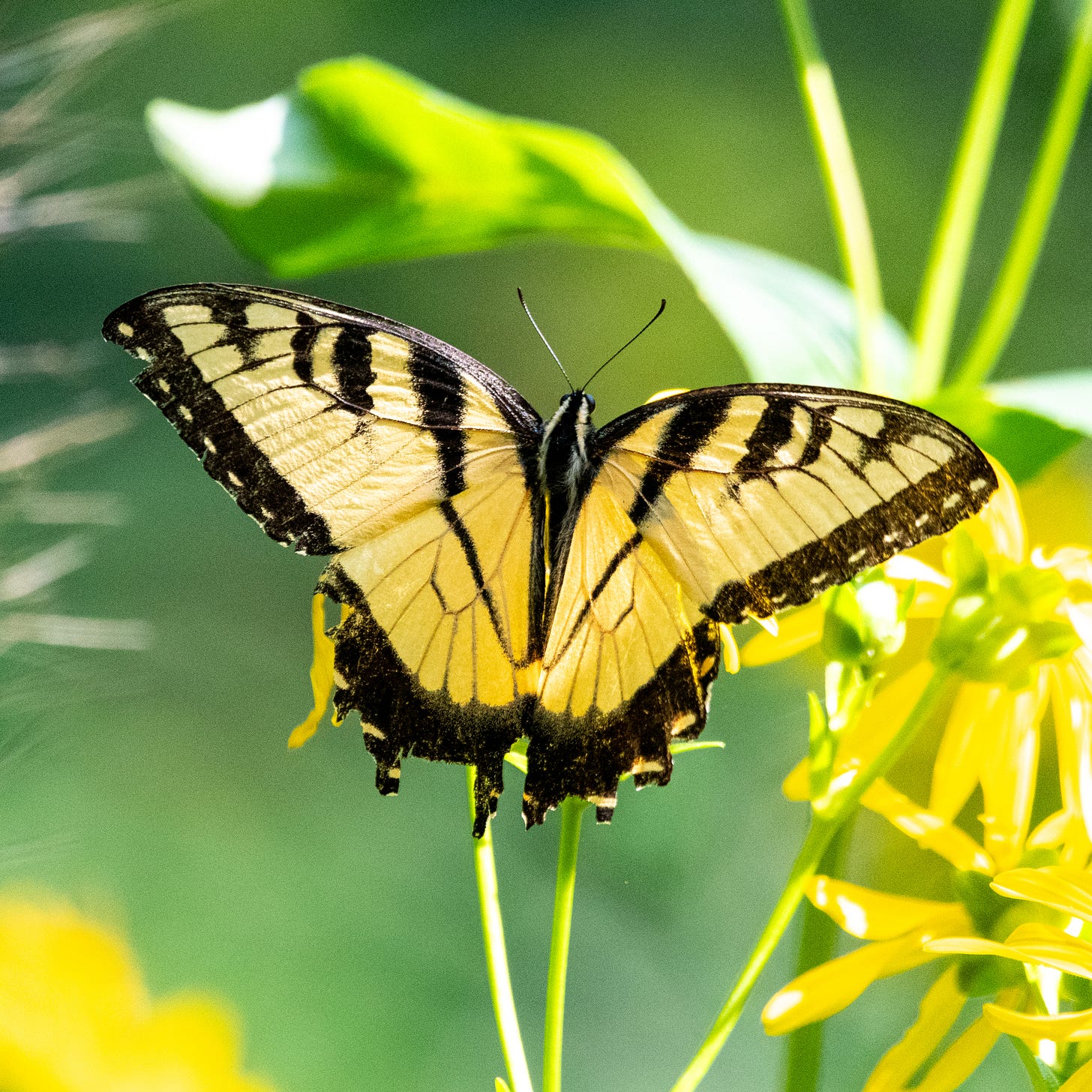 An Eastern tiger swallowtail, wings open, lemonade stained glass