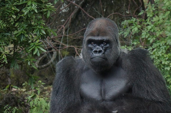 Portraits of a Bronx zoo gorilla